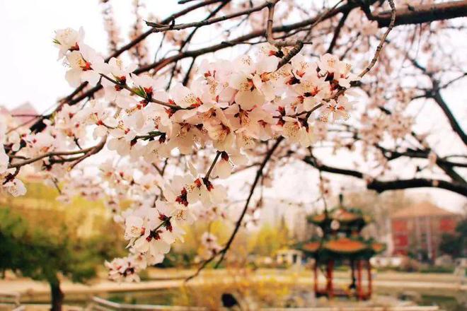 长聘教授 超百万年薪丨“双一流”名校重点学院诚聘英才！(图7)