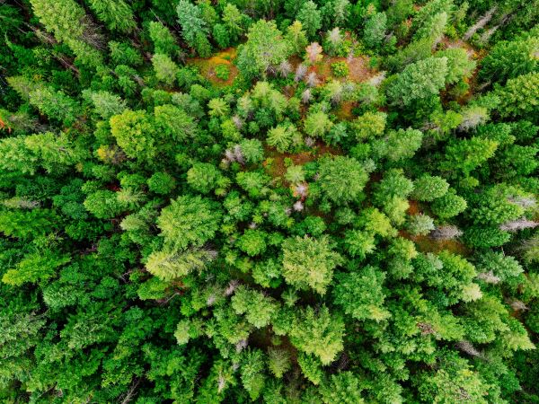 承包绿化用地(承包绿化用地)(图2) 承包绿化用地(承包绿化用地)(图2)